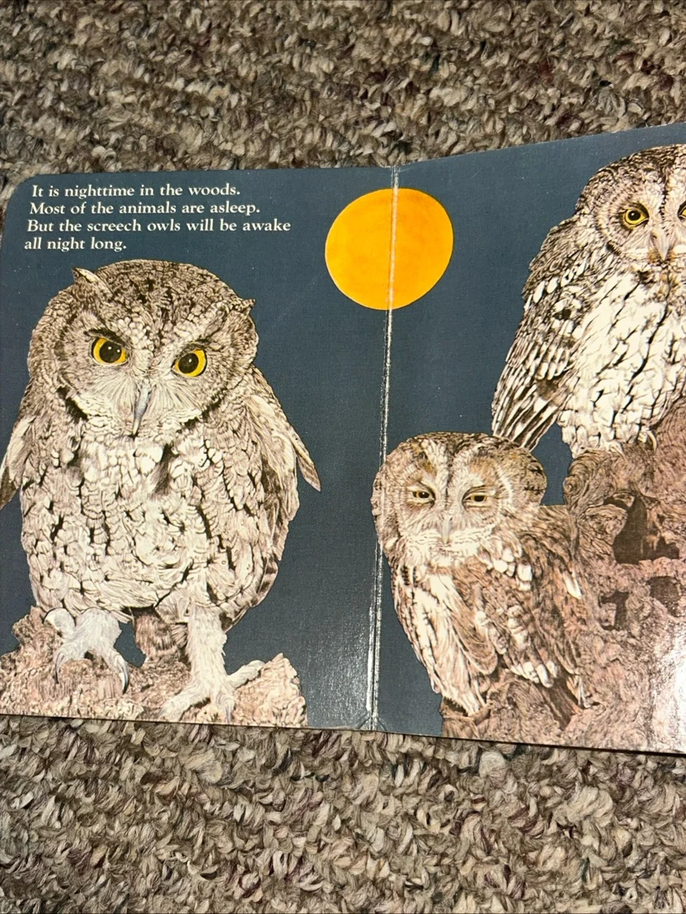 Animals In The Woods By Michele Chopin Roosevelt, Hardcover, 1981